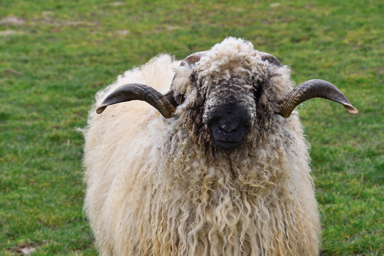 ¿Cuál es la mejor raza de ovejas para carne?