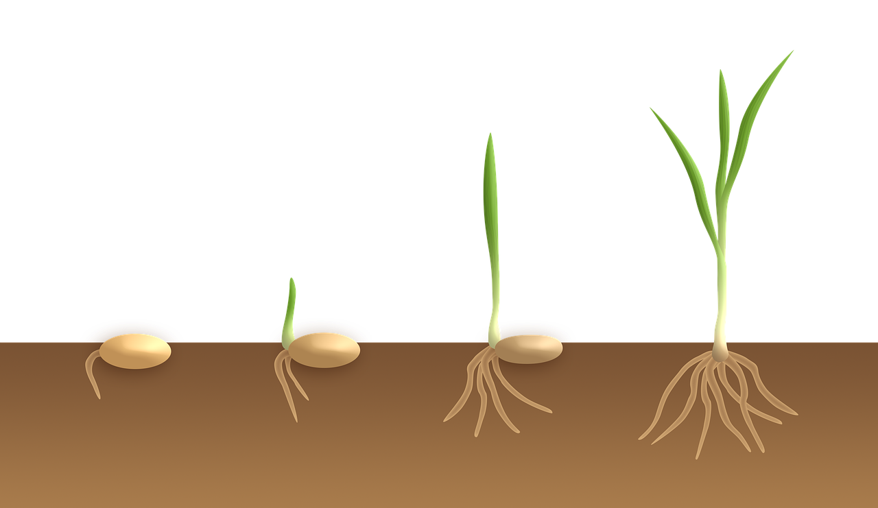 ¿Cómo hacer germinar semillas de alpiste?