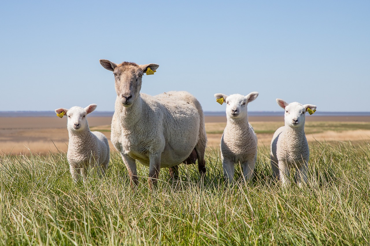 ¿Cuánto tarda el trabajo de parto de una oveja?
