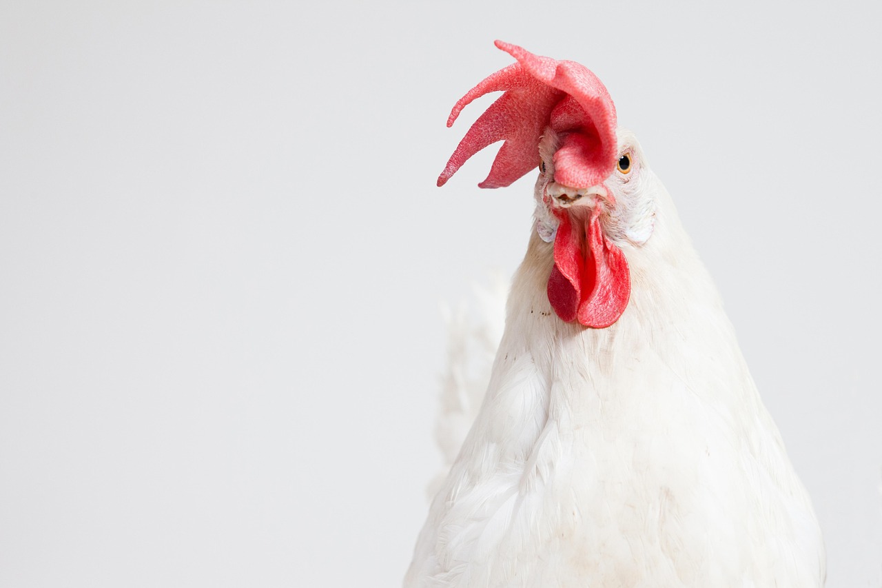 ¿Cómo se llaman los pollos que tienen el cuello pelado?