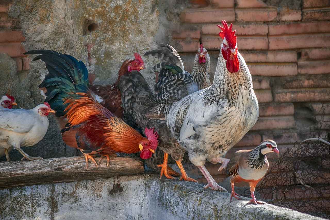 ¿Qué se puede hacer para que las gallinas no se peleen?
