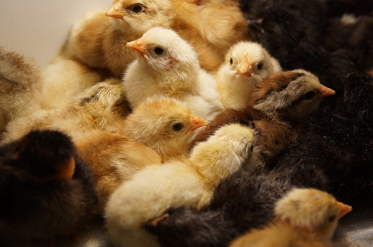 ¿Qué pasa si los pollitos no nacen a los 21 días en incubadora?