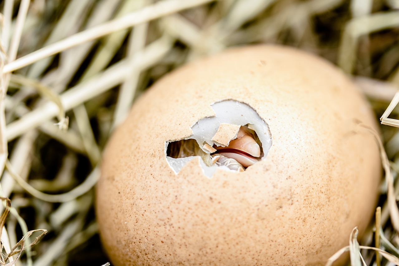 ¿Qué pasa si un pollito no es capaz de romper huevos?