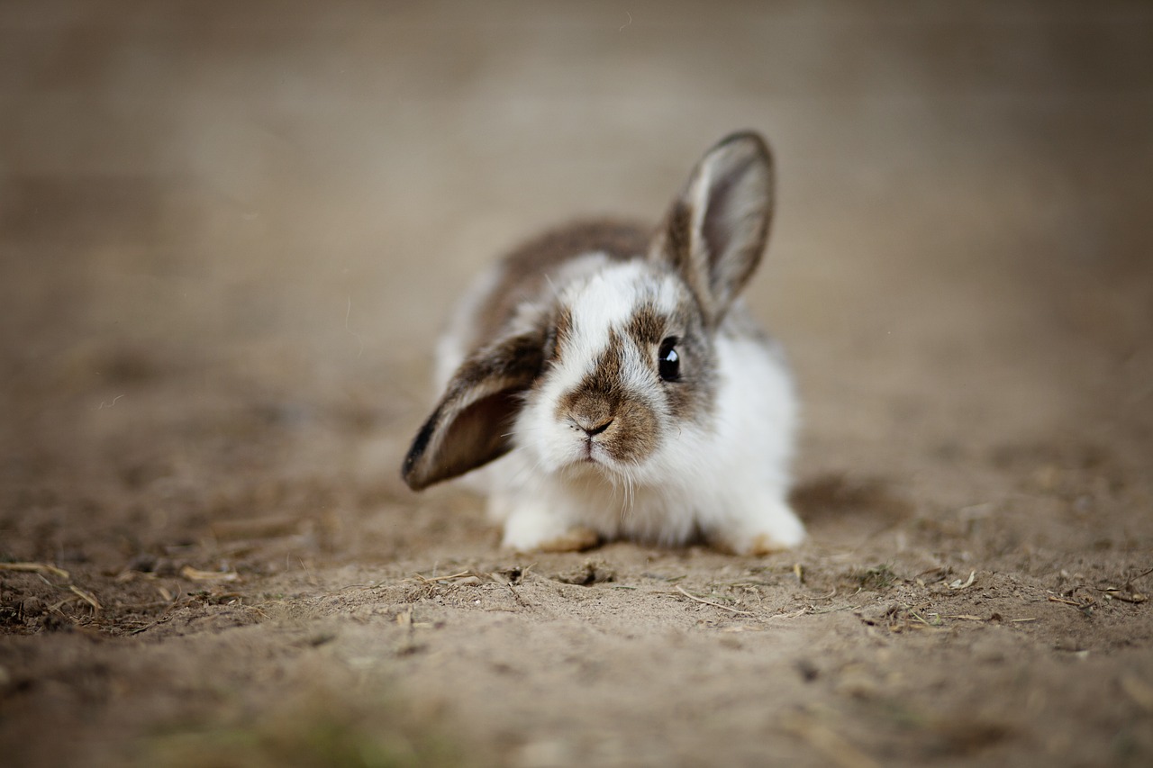 ¿Cómo se crian los conejos enanos?