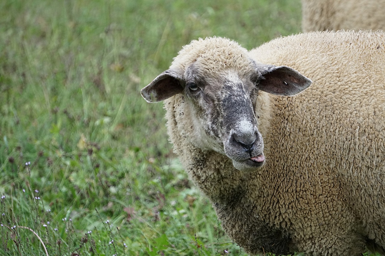 ¿Qué es pediluvio en ovinos?