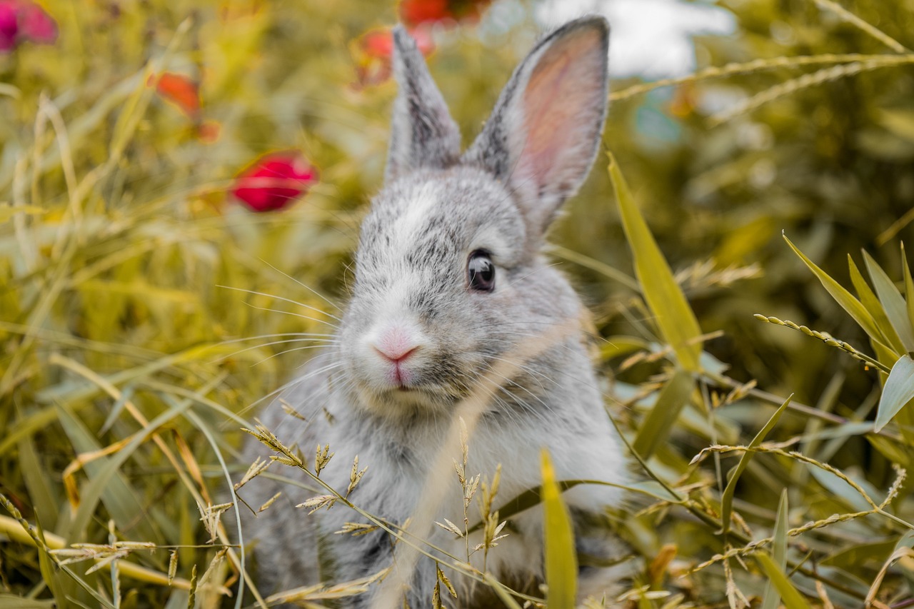 ¿Por qué los conejos tapan sus madrigueras?