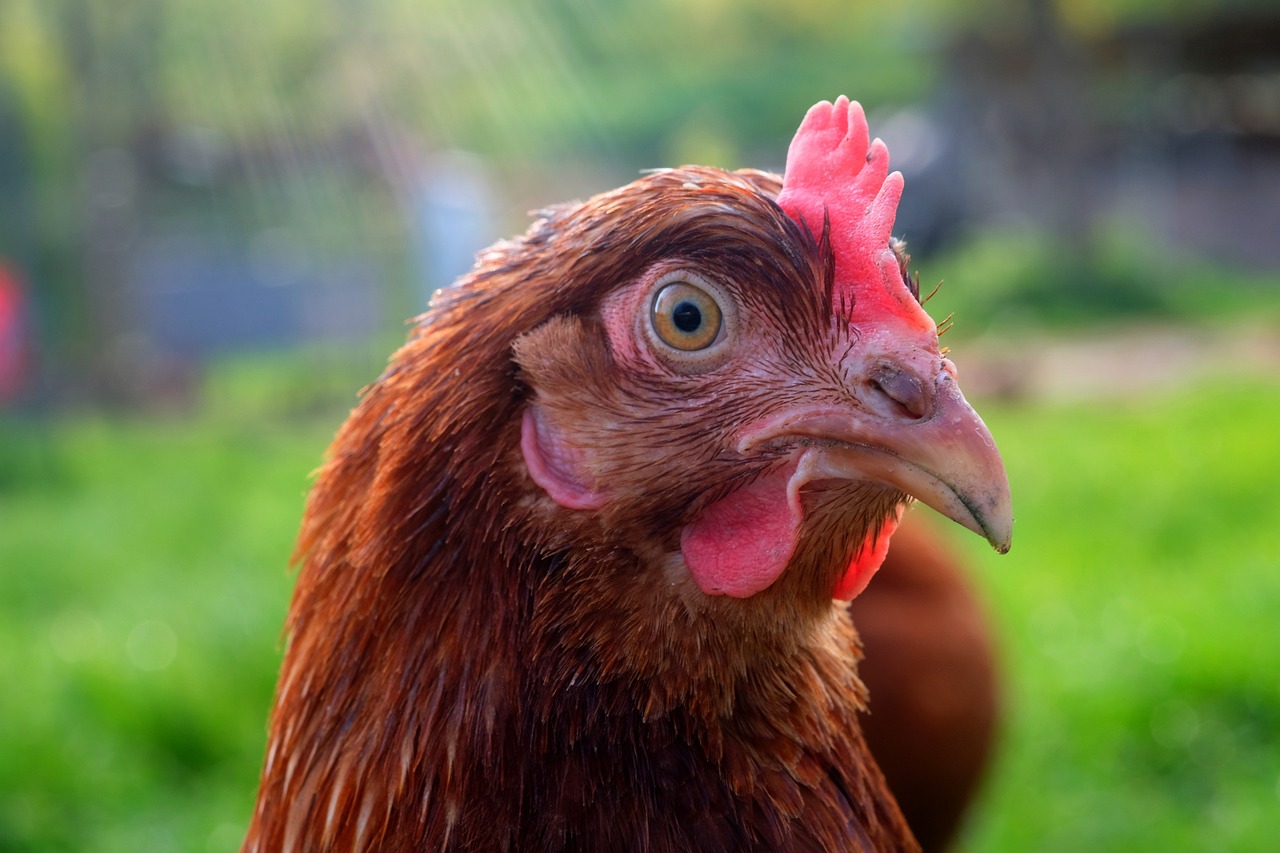 ¿Cómo se llaman las gallinas que tienen el cuello pelado?