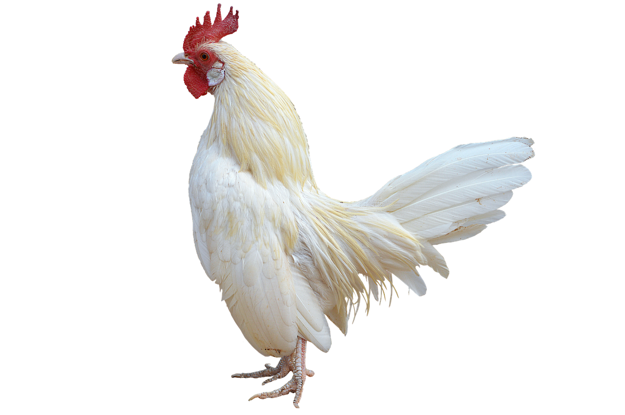 ¿Cómo saber si un pollito es un gallo o una gallina?
