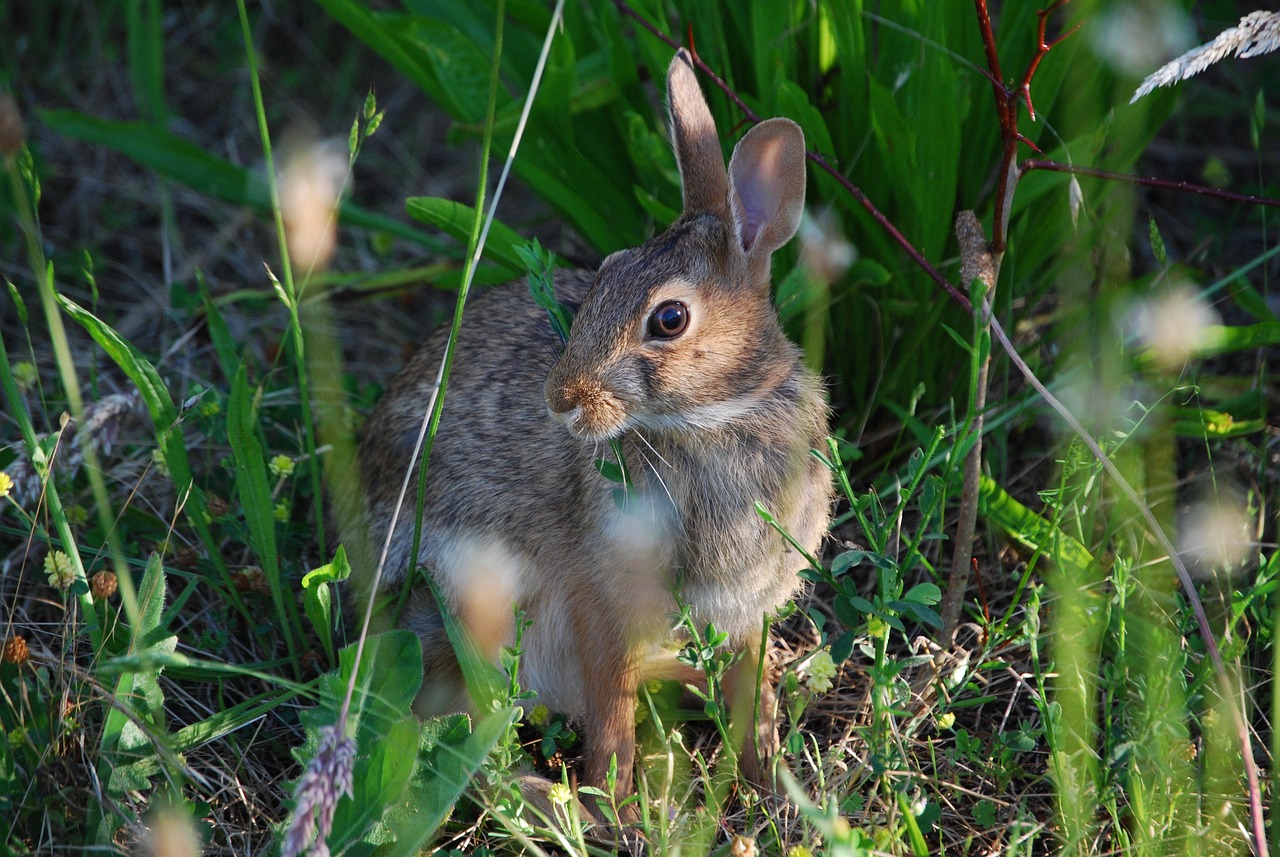 ¿Cómo se llama la raza de conejos que tienen las orejas caídas?
