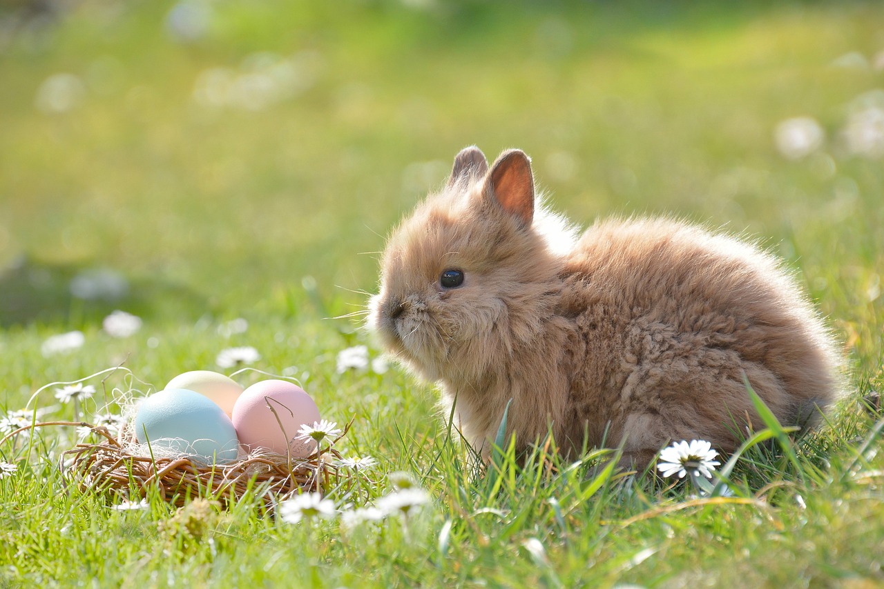 ¿Cuántos años es fertil un conejo?
