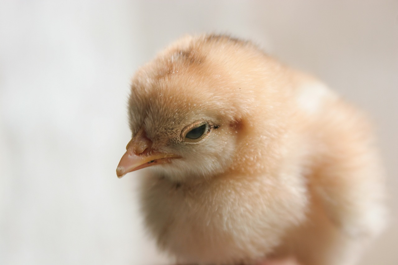 ¿Cómo se cuida un pollo recién nacido?