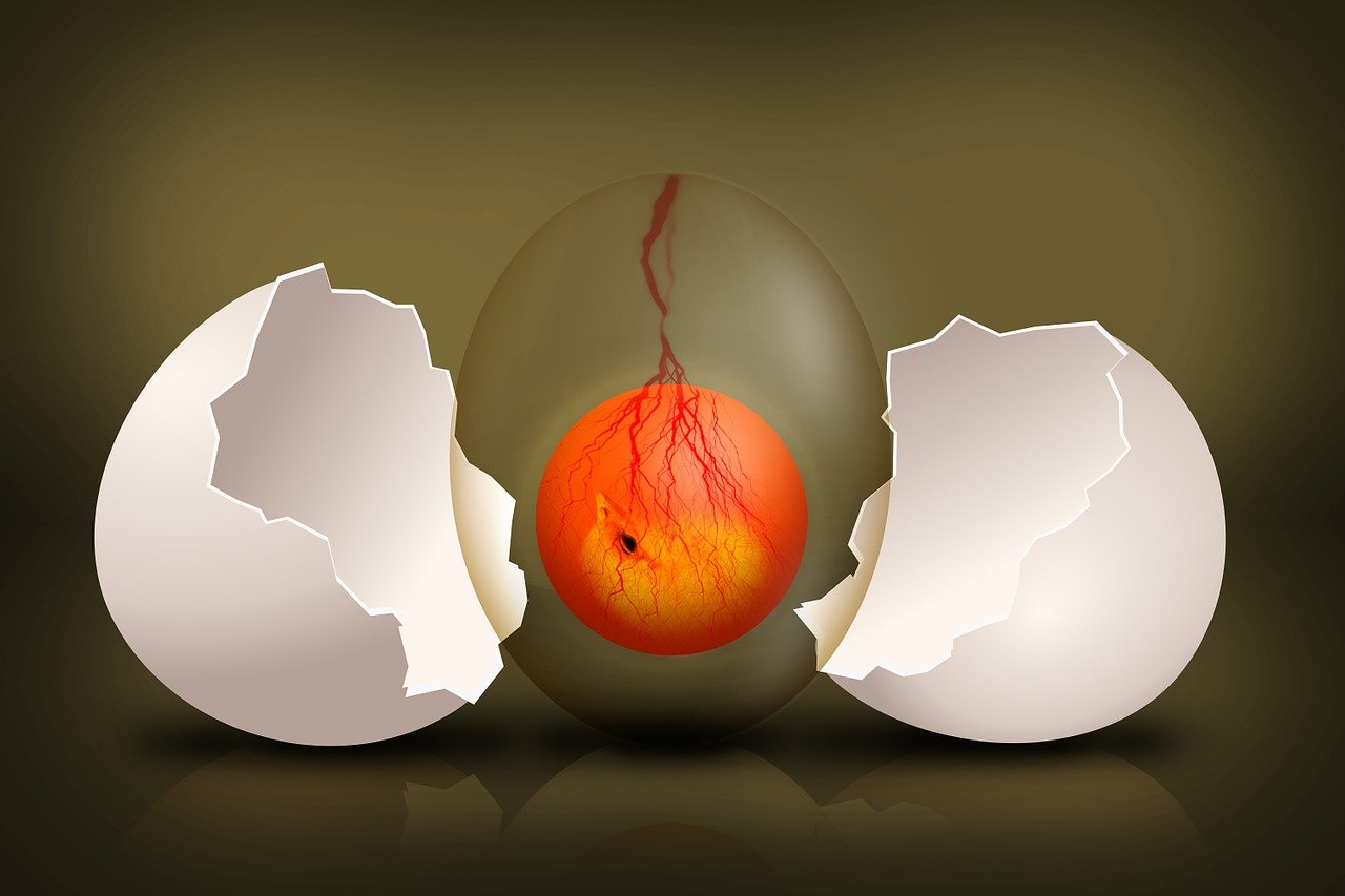 ¿Qué es un huevo fértil e infértil?