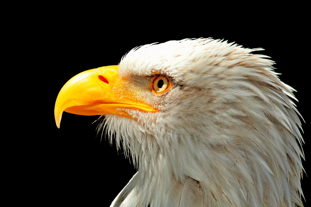 ¿Cuál es el águila más rara del mundo?
