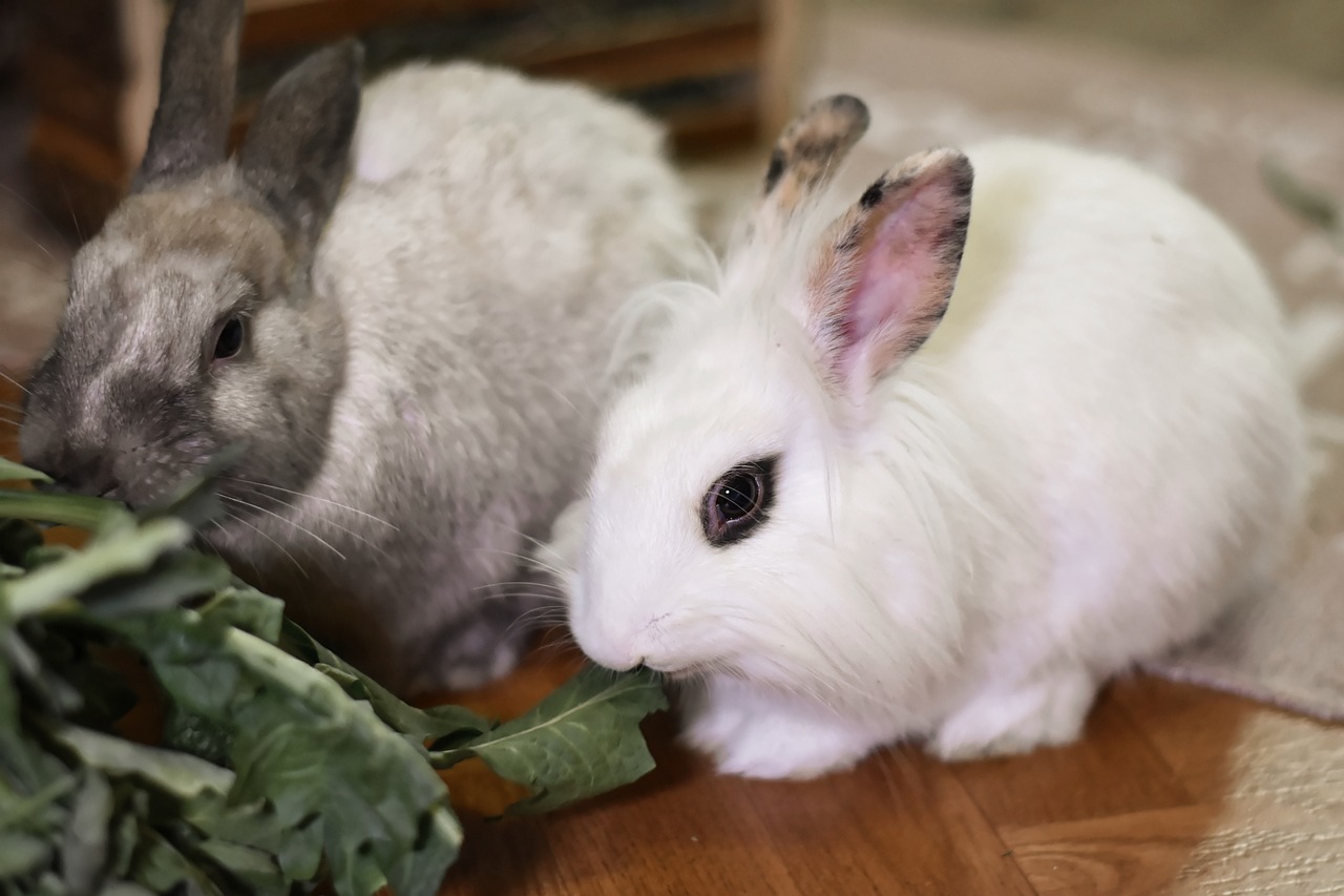 ¿Cómo se llama la raza de conejos grandes?