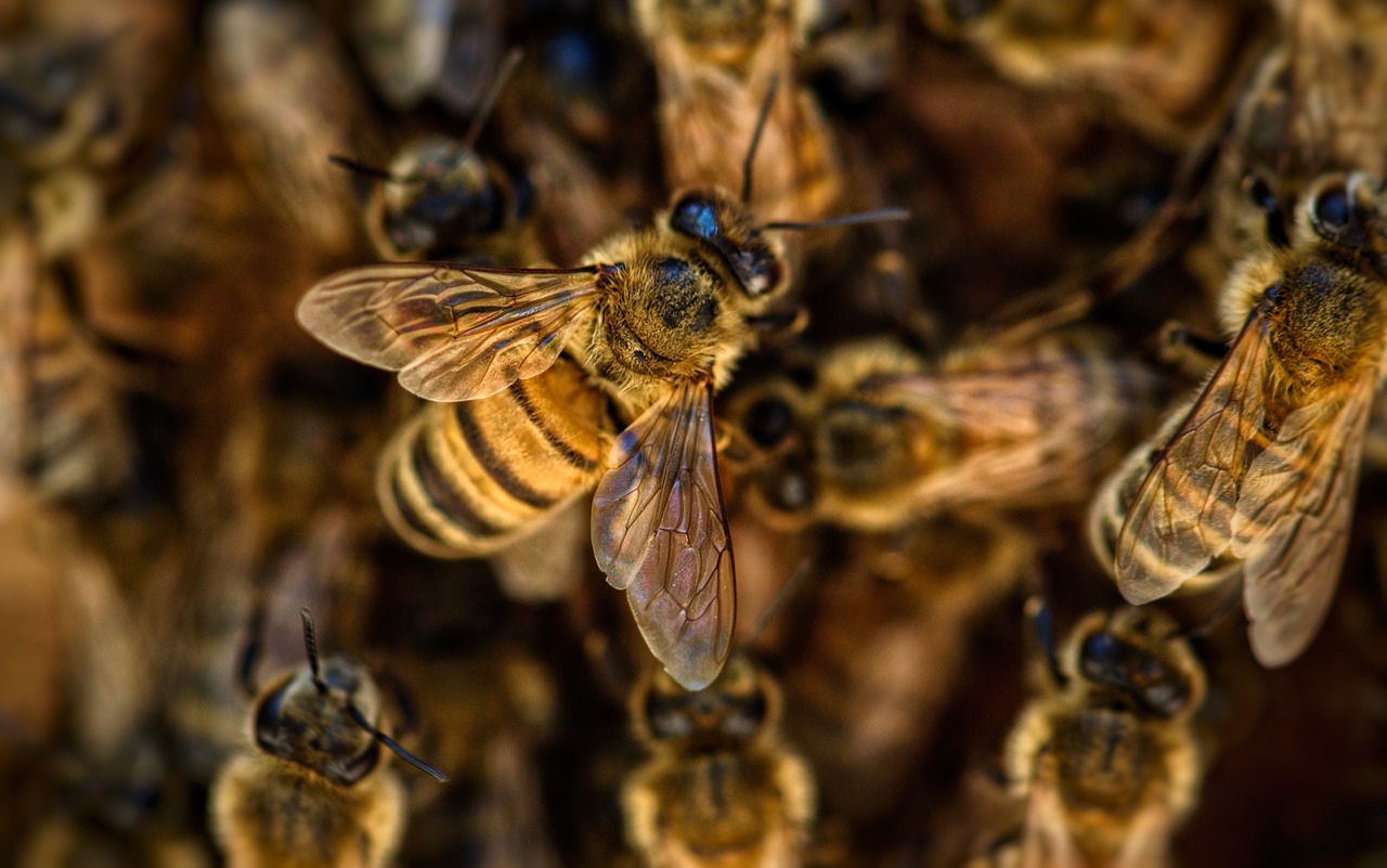 ¿Cómo multiplicar las colmenas de abejas?