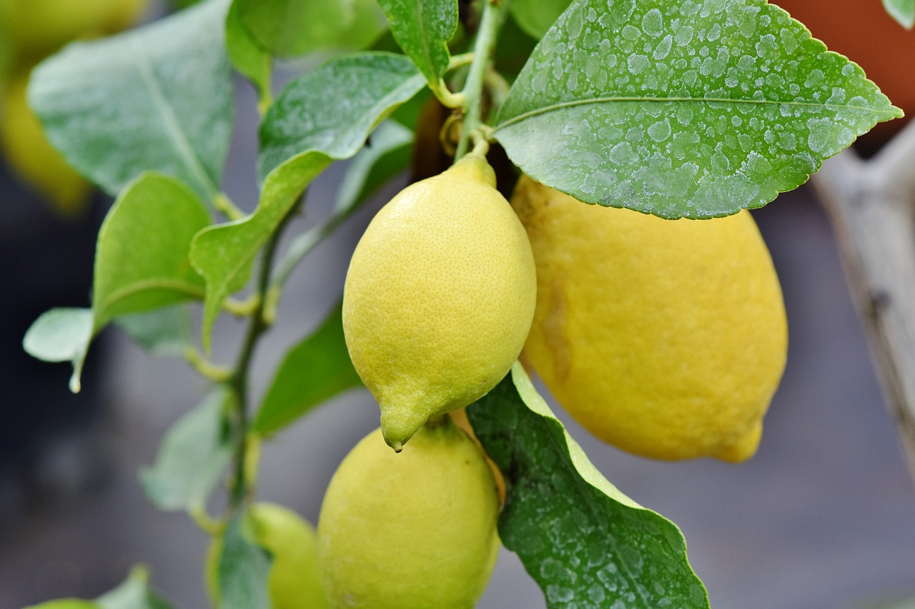 ¿Cómo se llama el limonero de todo el año?