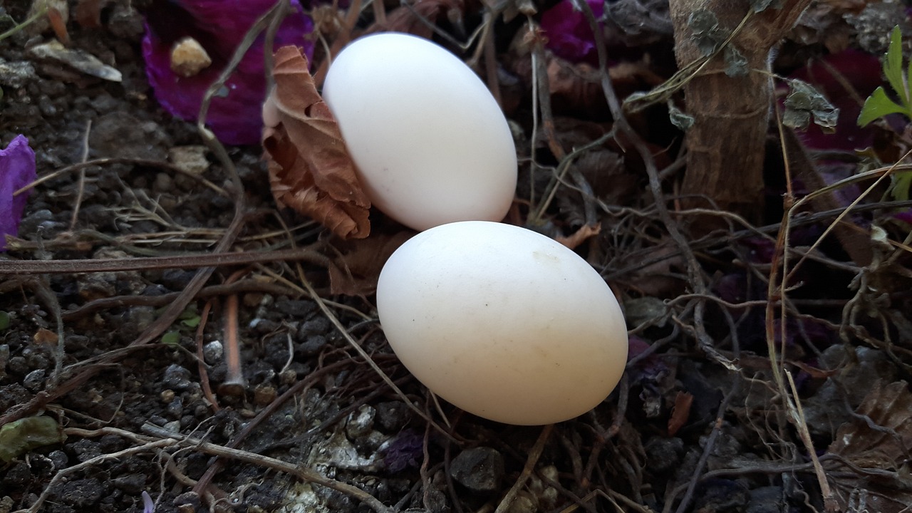 ¿Cuánto tiempo tarda en incubar un huevo de paloma?