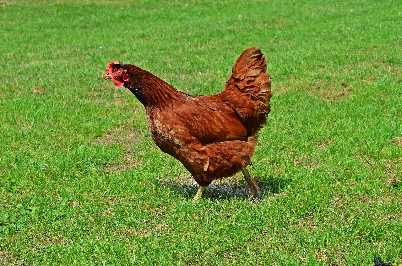 ¿Cuántos huevos pone una gallina ecológica?