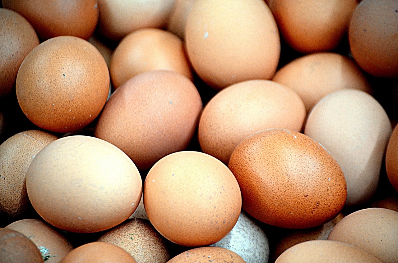 ¿Qué pasa si no se recogen los huevos de gallina?