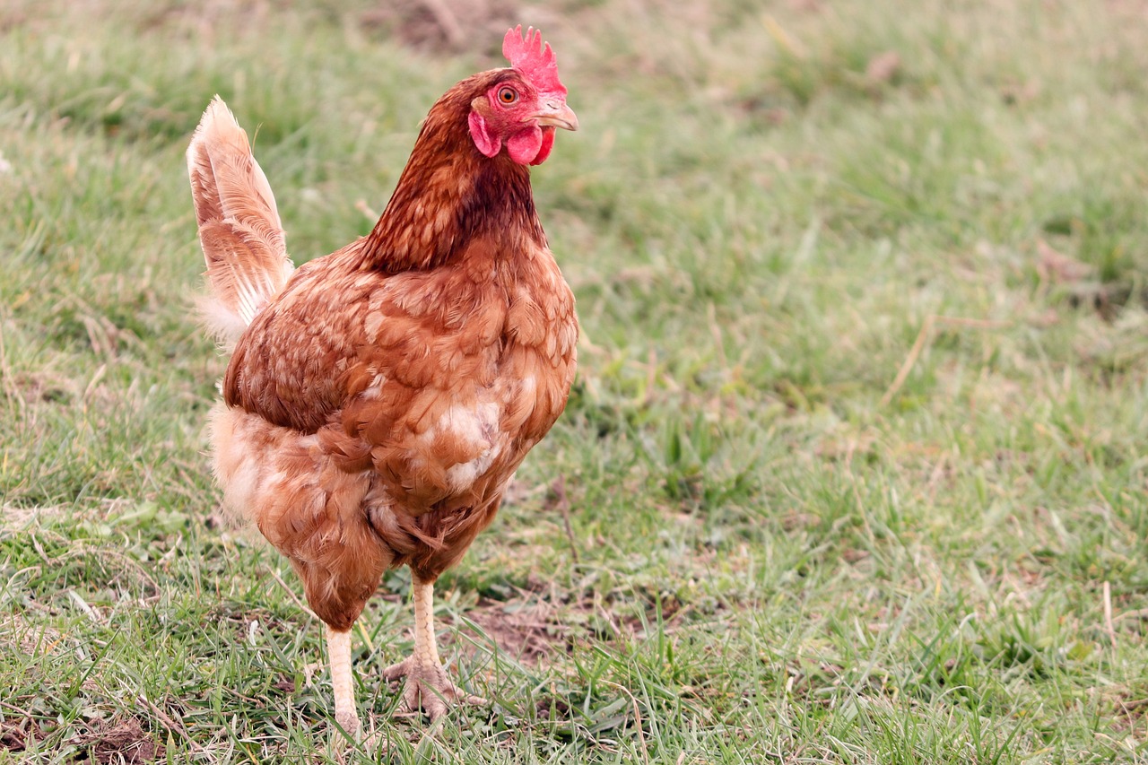 ¿Cuánto tiempo vive una gallina ponedora de huevos?