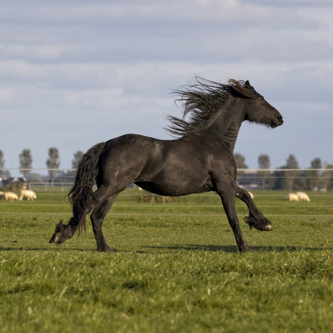 ¿Cuánto vale un caballo frisón de Holanda?