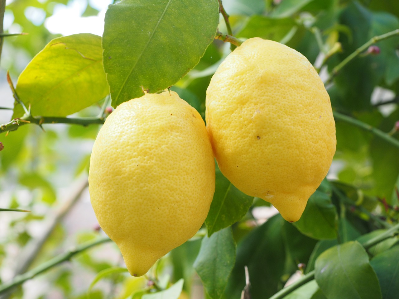 ¿Cómo se llama el limonero enano?