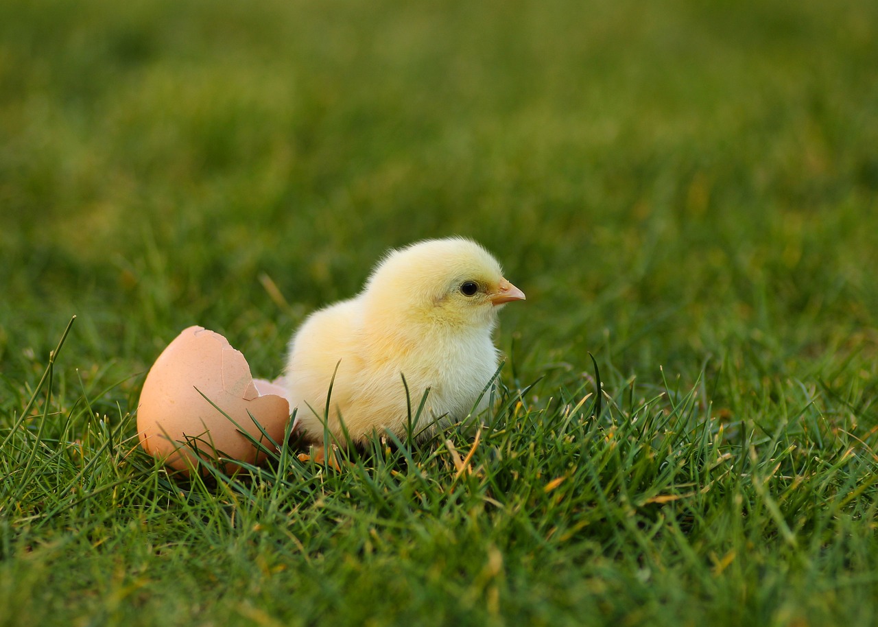 ¿Cuánto tiempo puede estar sin comer un pollito recién nacido?