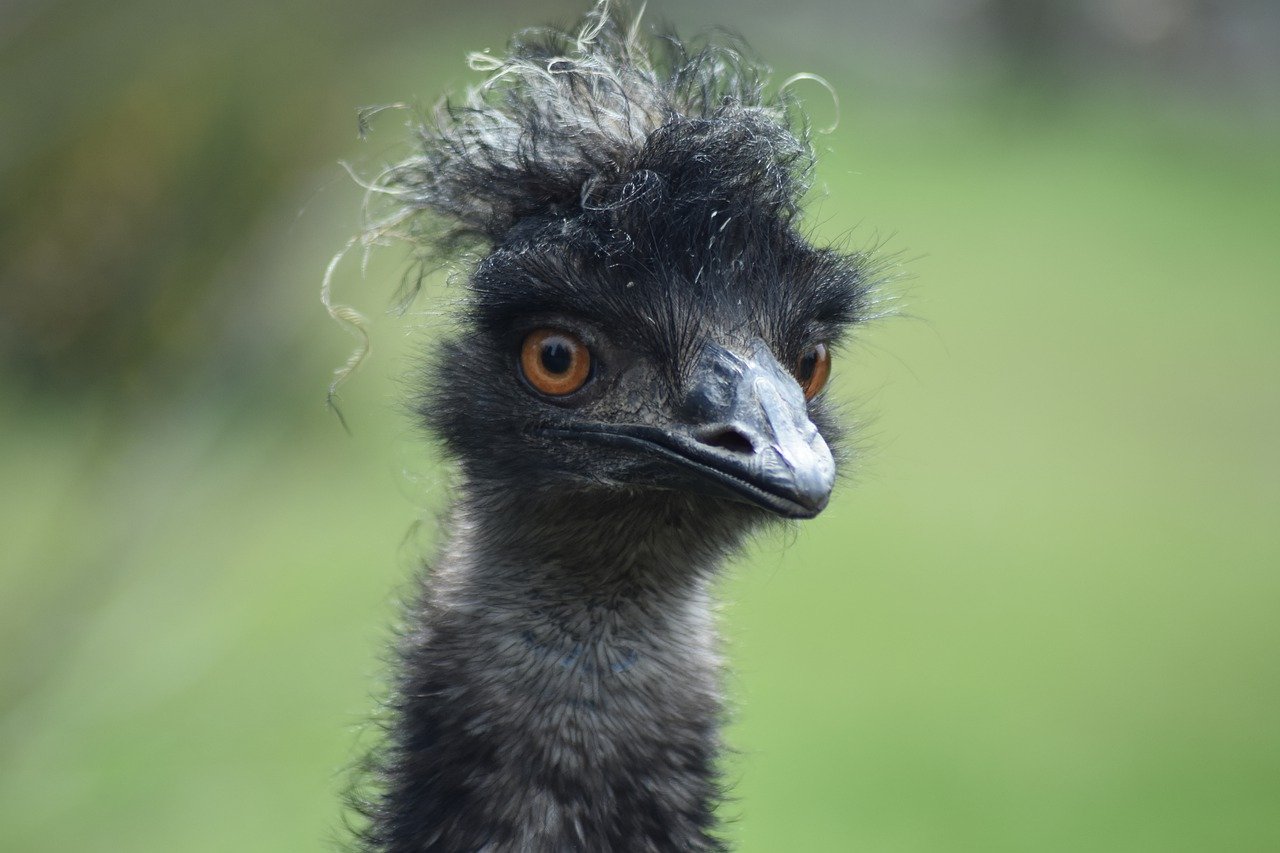 ¿Qué come el animal emú?