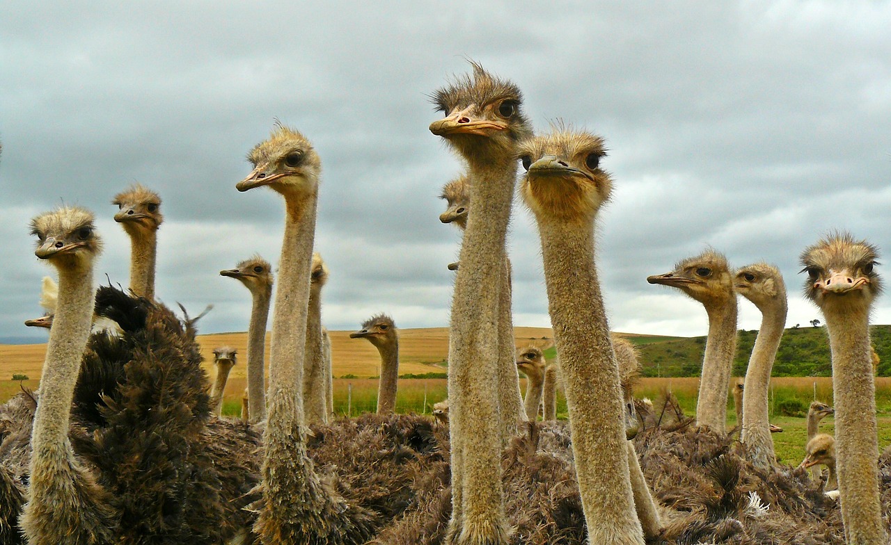 ¿Qué se necesita para criar avestruces?