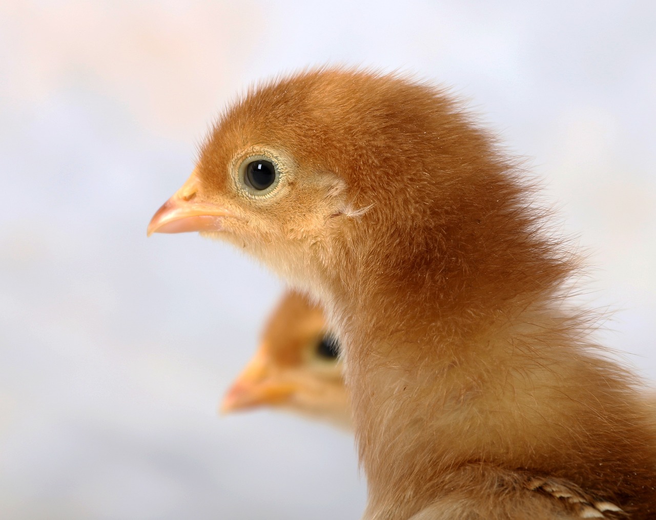 ¿Cómo se llaman las gallinas que son peludas?
