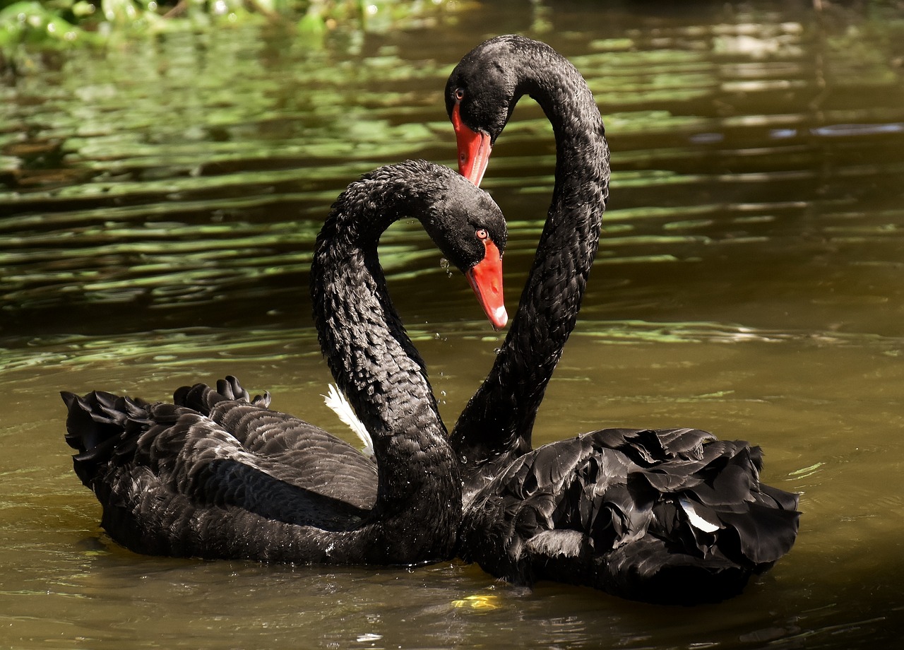¿Qué significa ser un cisne negro?