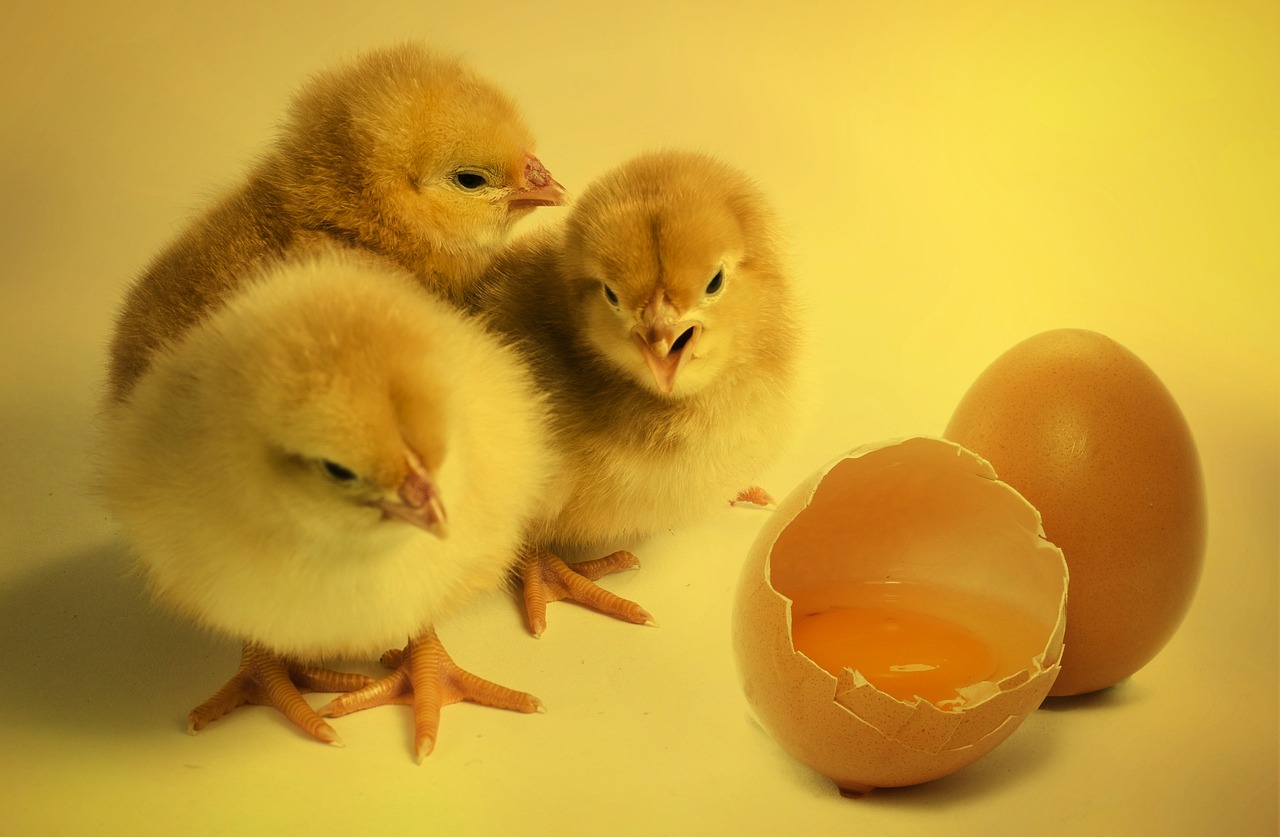 ¿Cuánto tiempo tarda en nacer un huevo de pájaro?