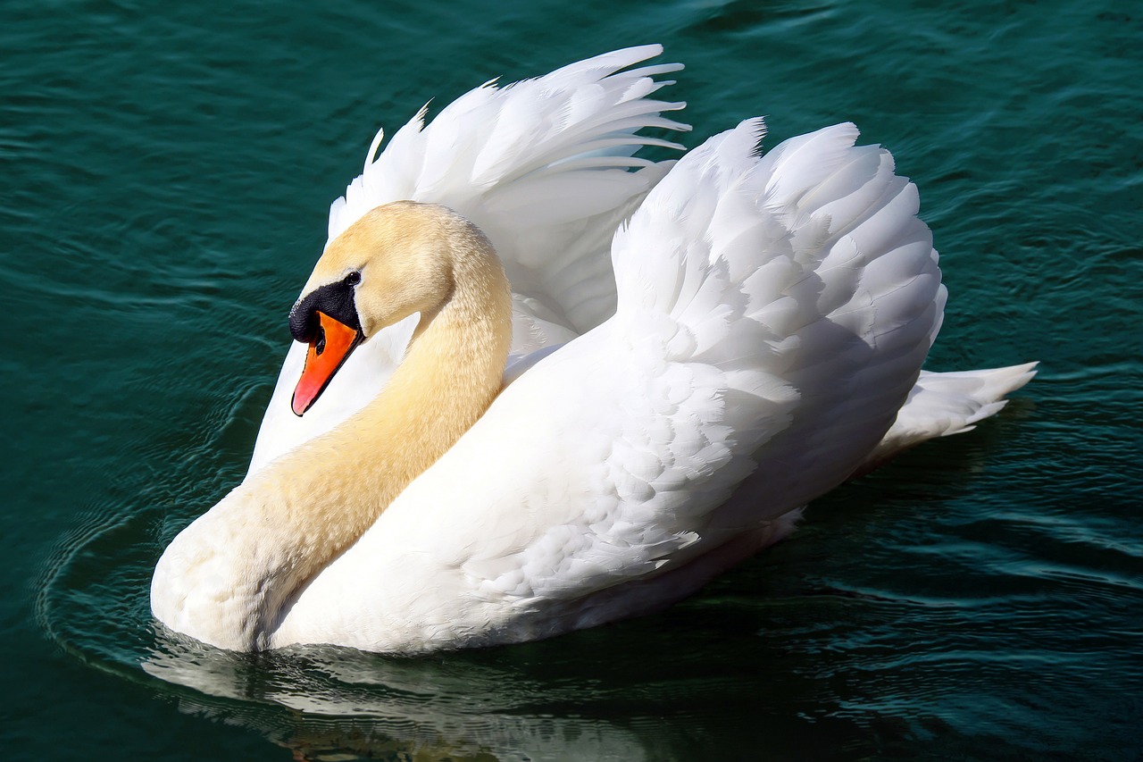 ¿Qué significado tiene un cisne blanco?