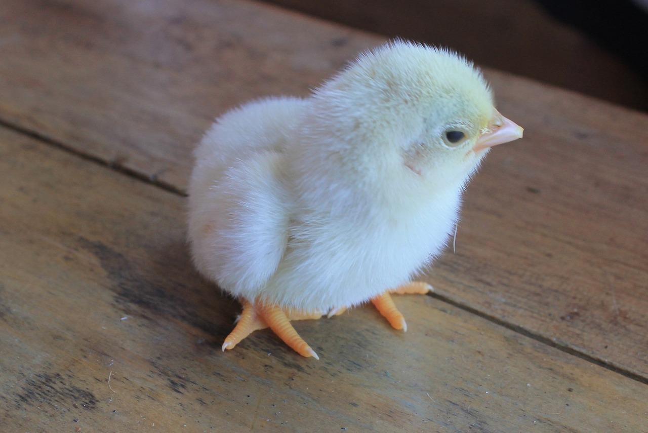 ¿Qué significa cuando una gallina pone un huevo pequeño?