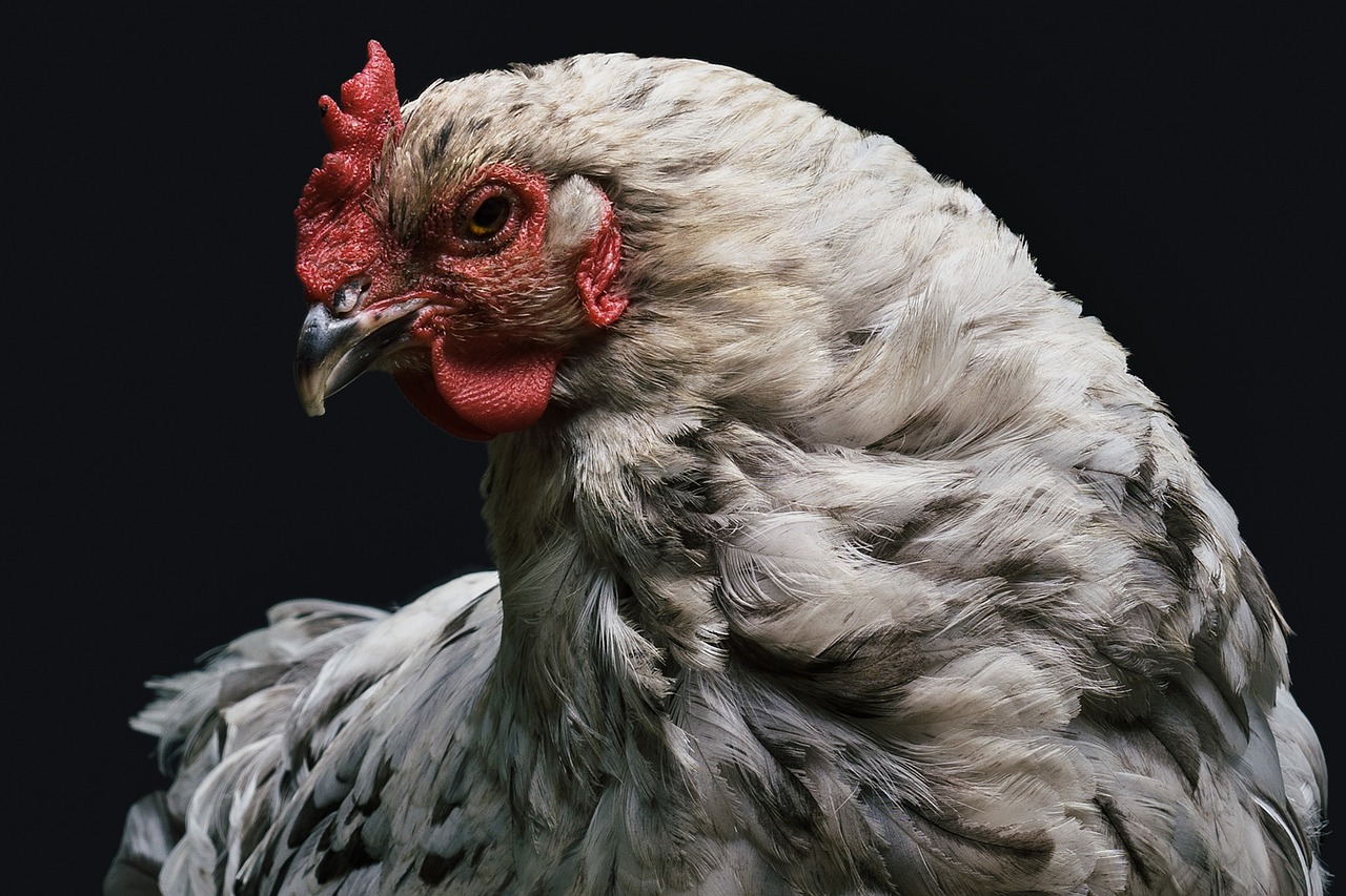 ¿Cuántos comederos se necesitan para 100 gallinas?