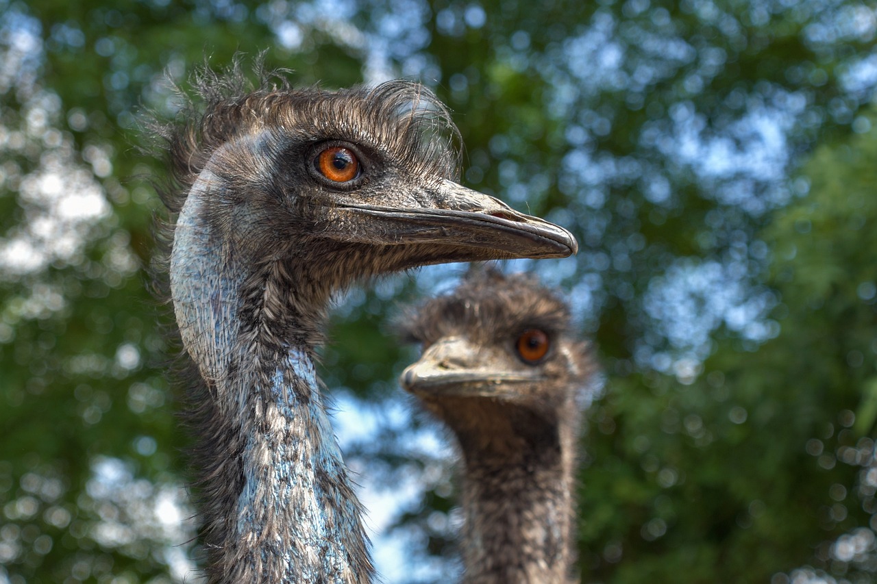 ¿Qué es carne de emú?