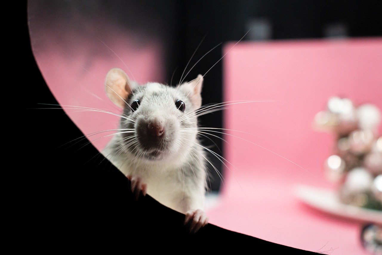 ¿Qué es lo más efectivo para matar ratas?