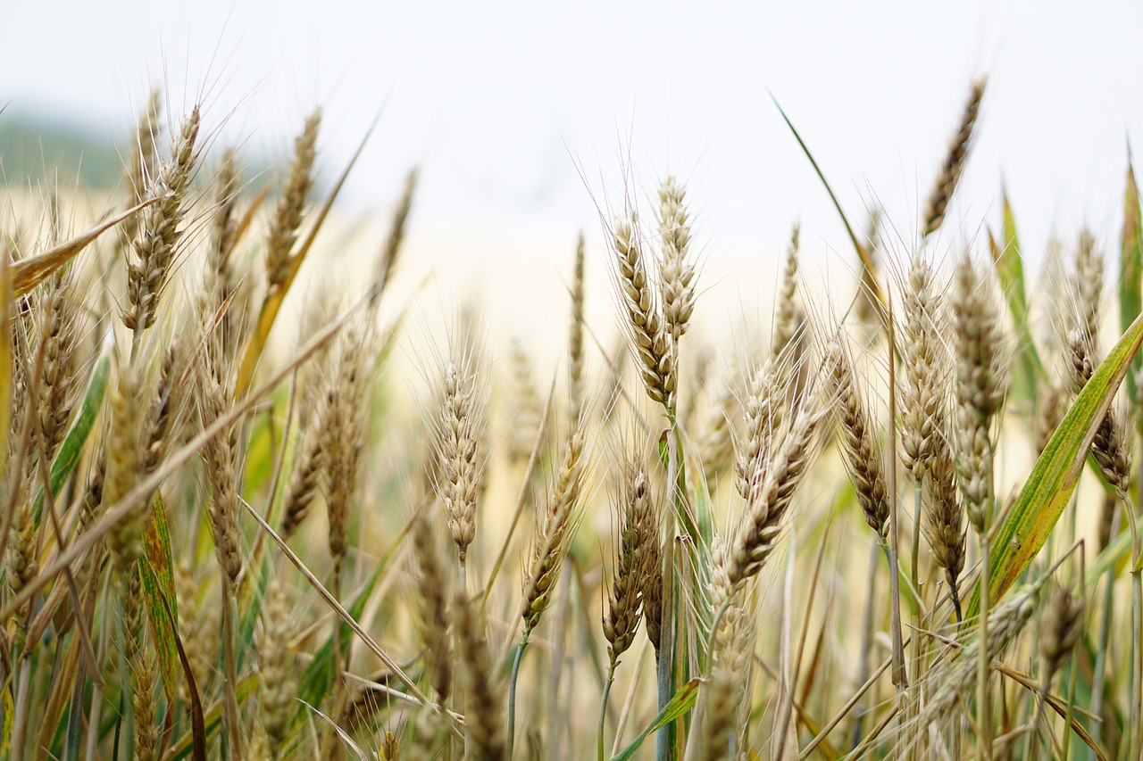 ¿Cuánto cuesta el grano de trigo?