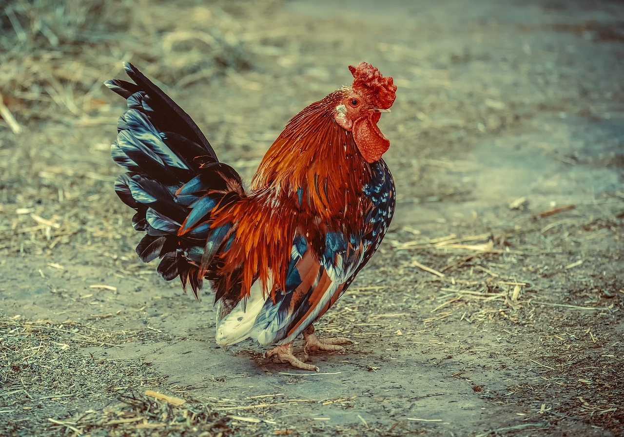 ¿Qué es bueno para que los pollos no se coman la pluma?
