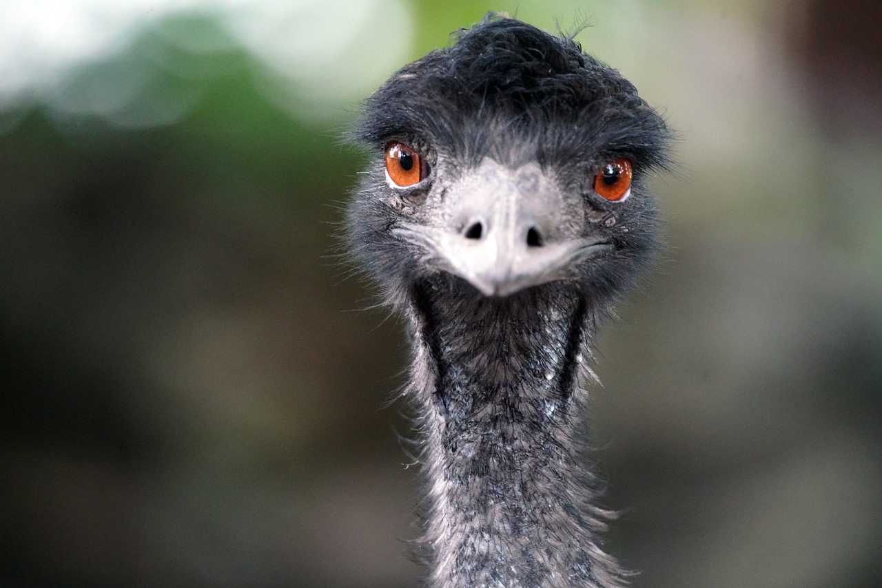 ¿Cuánto tiempo vive un emú?