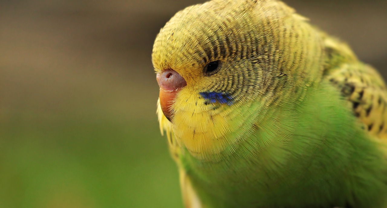 ¿Qué significa que un periquito canta mucho?