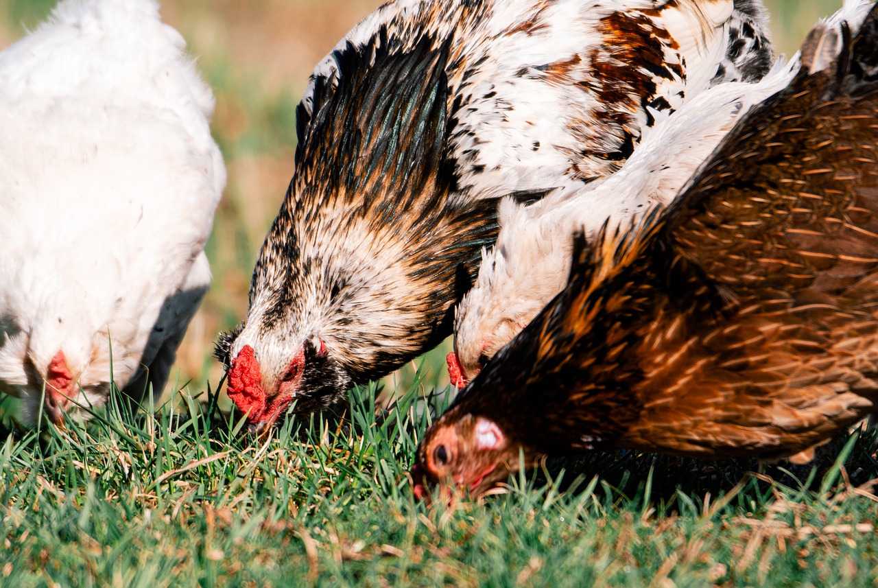 ¿Cuántos huevos al año ponen las gallinas araucanas?