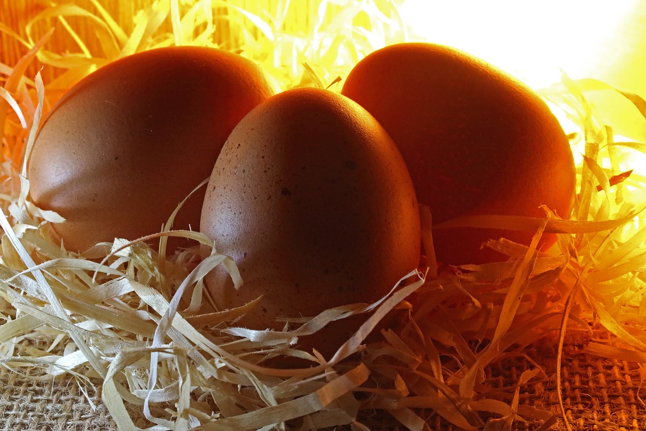 ¿Cuál es la mejor temperatura para incubar huevos de gallina?