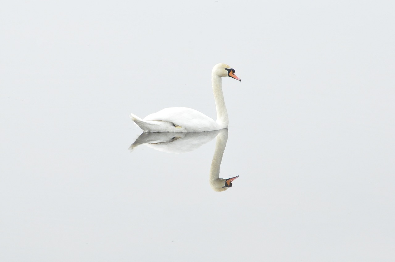 ¿Qué significado tiene el cisne blanco?