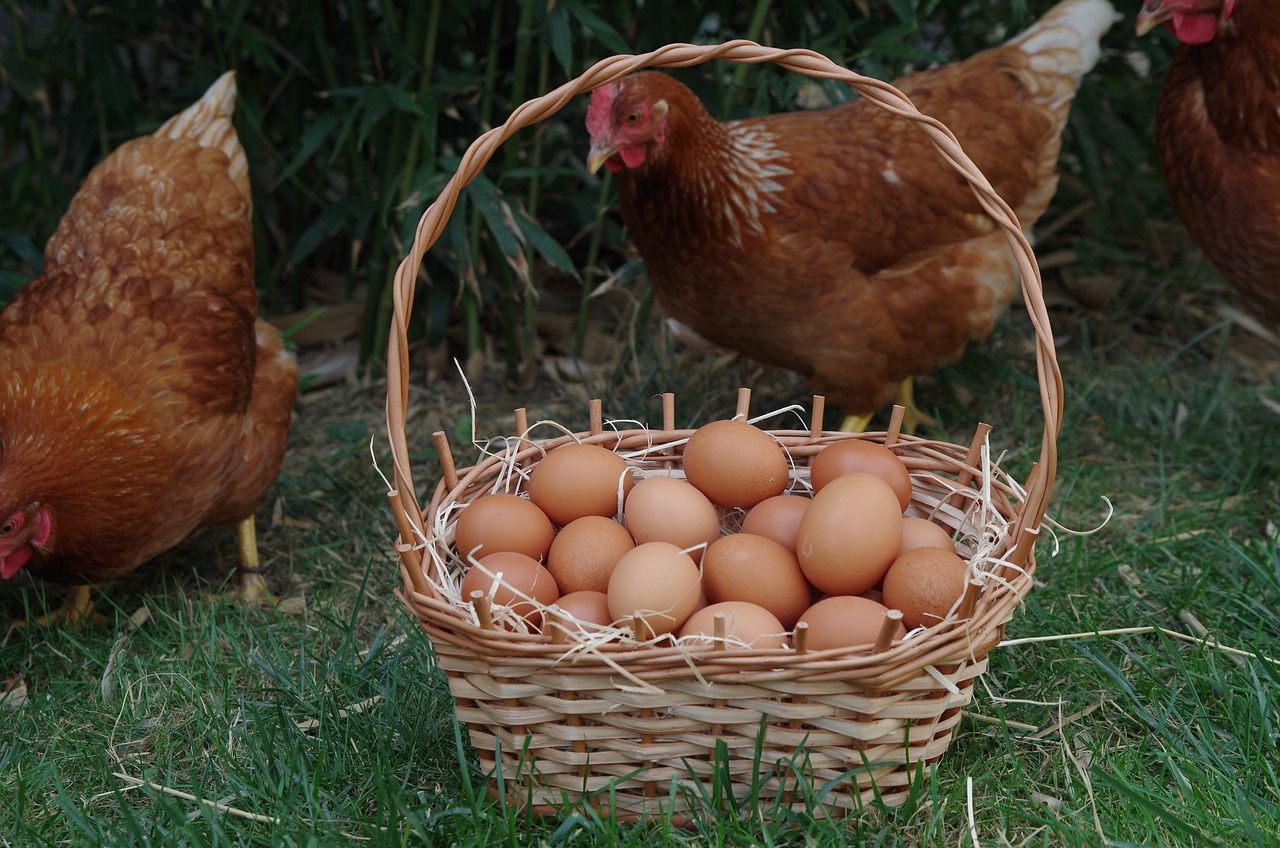 ¿Qué precio tiene la docena de huevos camperos?