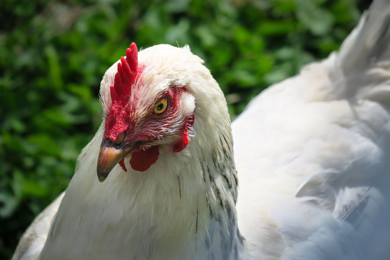 ¿Cuál es el peso ideal para una gallina ponedora?