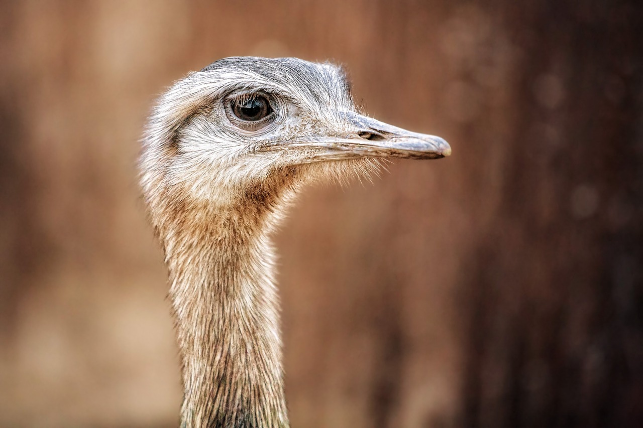 ¿Qué ave es parecida al avestruz?