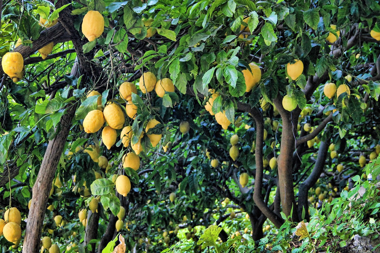 ¿Cuánto tarda un limonero de 4 estaciones en dar frutos?