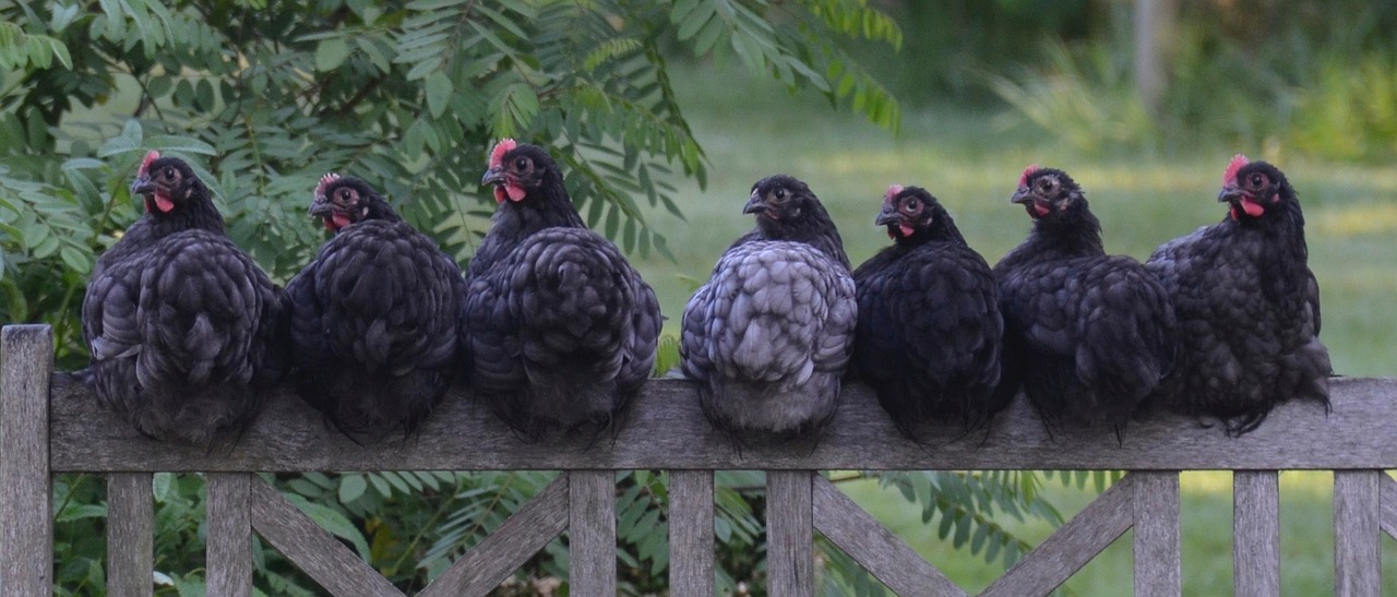 ¿Qué animales son las gallinas?