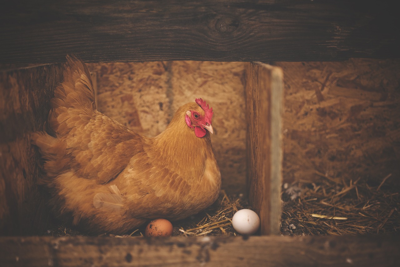 ¿Qué se le puede echar a las gallinas para que pongan más huevos?